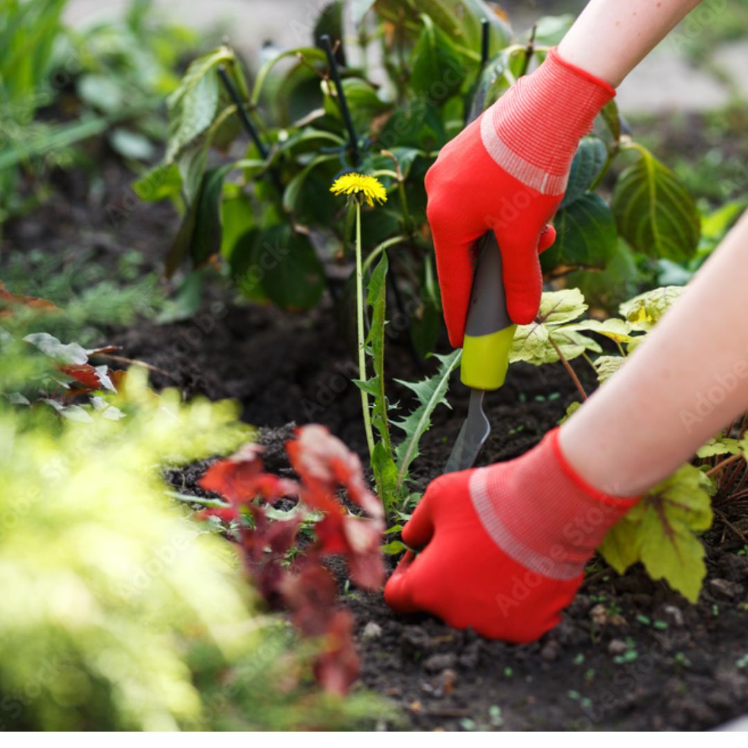 weeding services