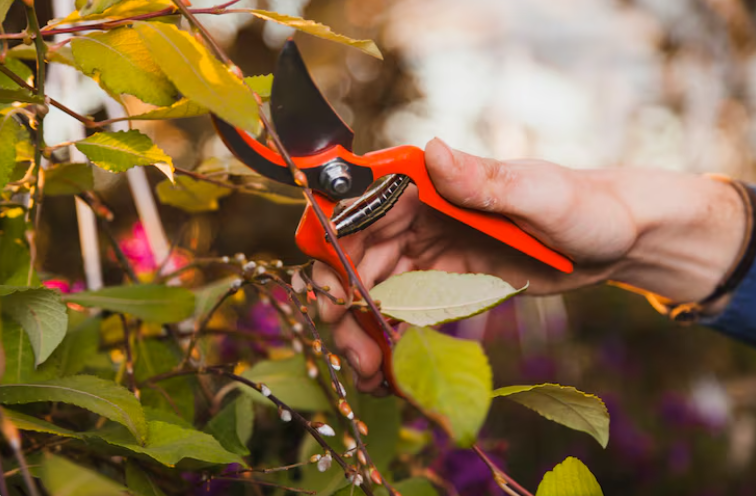seasonal pruning services