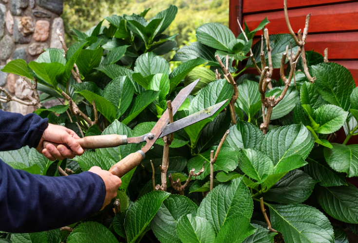 Tree Pruning Services in Melbourne