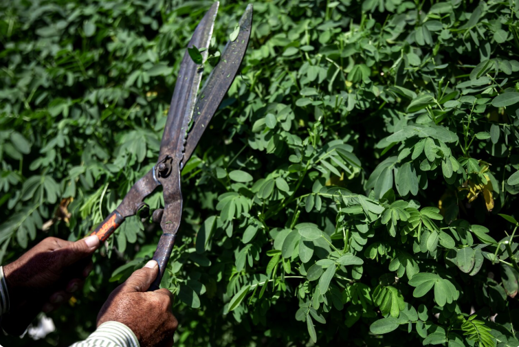 Tree Pruning Services