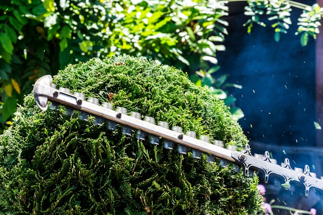 Why Regular Hedge Trimming Is Essential for Every Melton Garden
